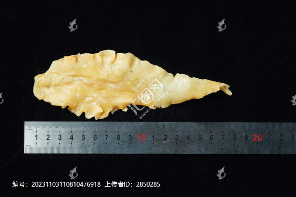 海產(chǎn)品花膠魚(yú)肚
