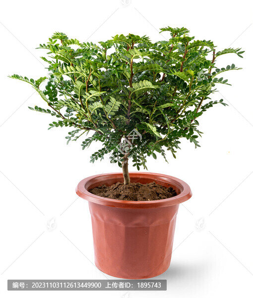 清香木盆栽白底圖