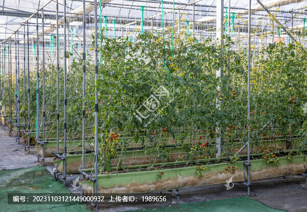 大棚蔬菜