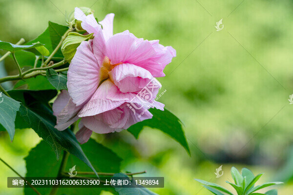 芙蓉花