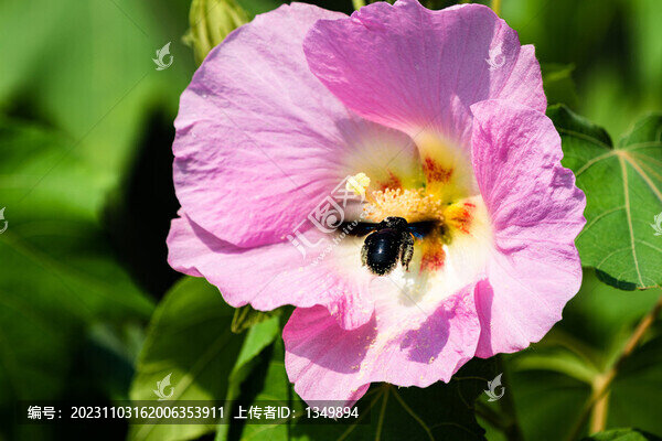 芙蓉花