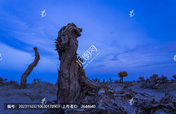 額濟納怪樹林