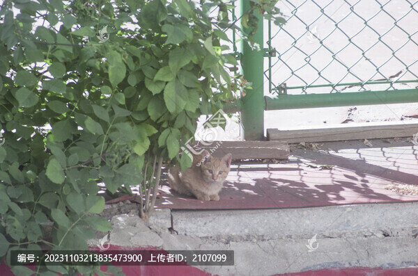 小橘貓