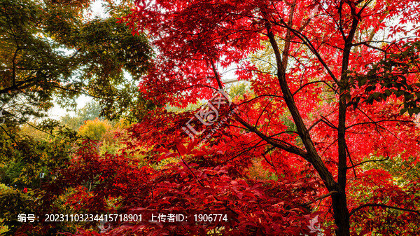 陽光下的紅楓樹