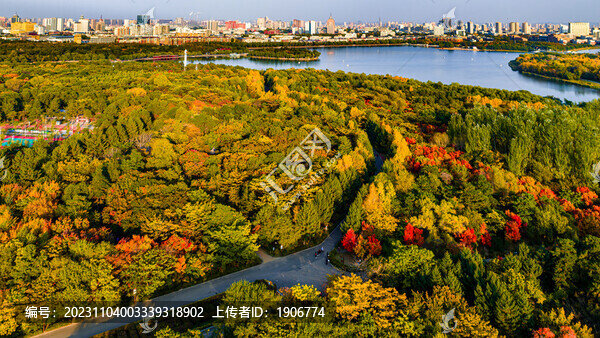 秋季的長春南湖公園森林景觀