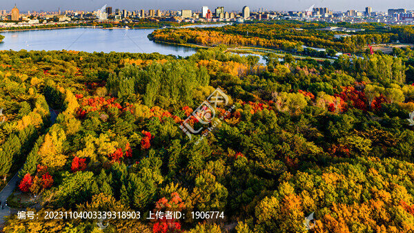 秋季的長(zhǎng)春南湖公園森林景觀