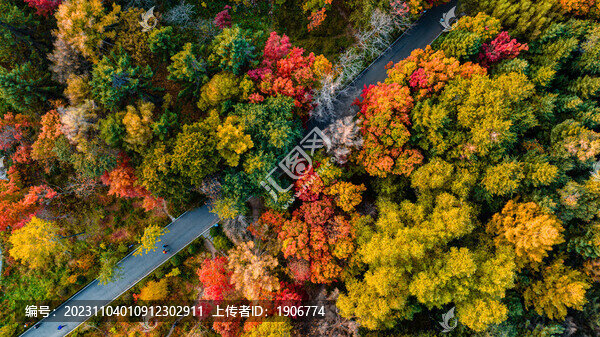 秋季的長春南湖公園森林景觀