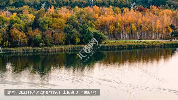長春南湖公園白樺林風(fēng)景
