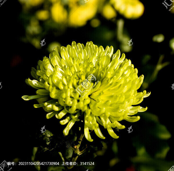菊