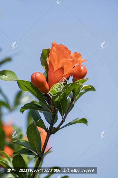 石榴樹石榴花