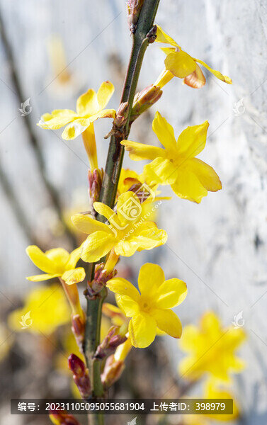 盛開(kāi)的迎春花