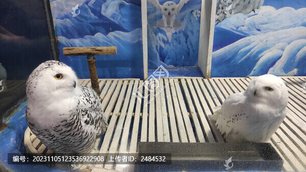 北極猛禽雪鸮