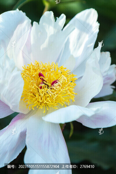 白芍藥花黃蕊