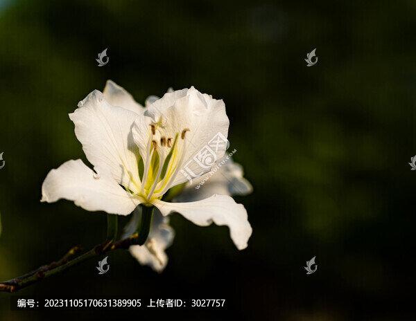 白花洋紫荊
