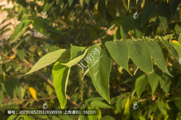 狹葉山黃麻葉子