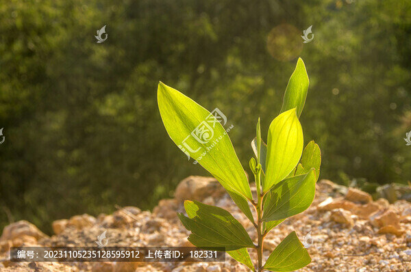馬占相思樹苗綠葉