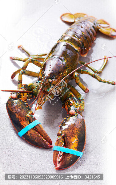 波士頓龍蝦