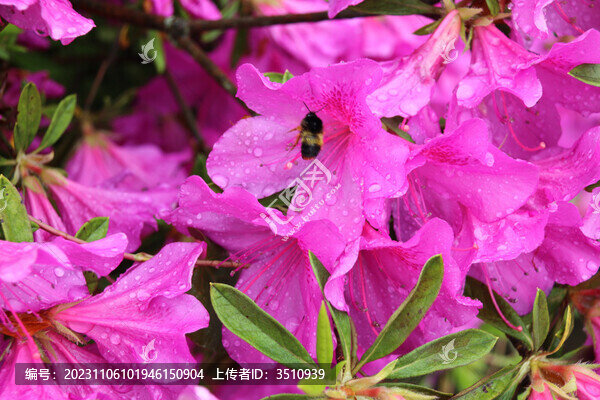 杜鵑花