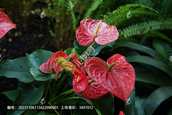 紅掌花燭