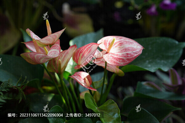 紅掌花燭