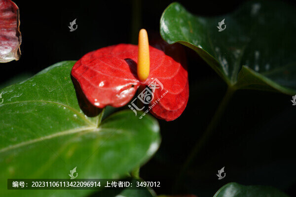 花燭紅掌