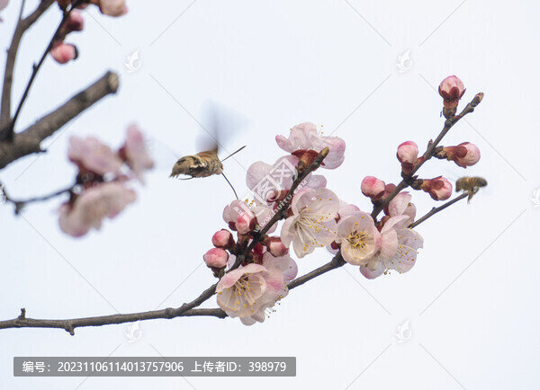 梅花叢中采蜜的長(zhǎng)緣天蛾