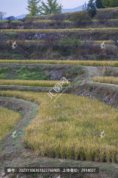 指南村水稻梯田