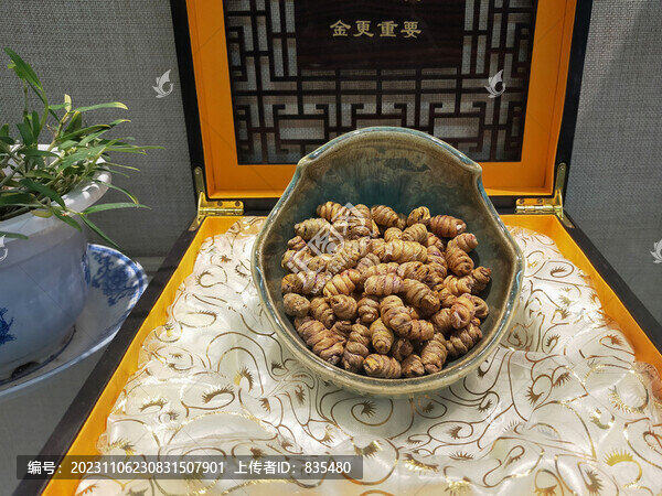 鐵皮石斛