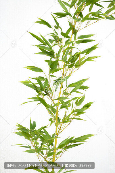 白墻前的竹子