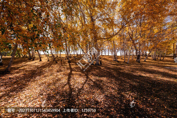 秋天的壩上風(fēng)光