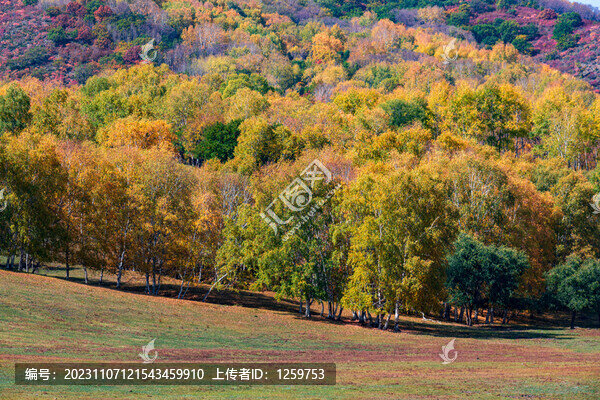 秋天的壩上風(fēng)光