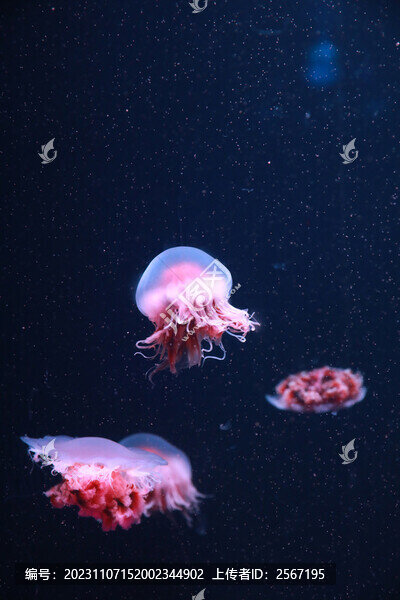 海洋館水族海底世界水母