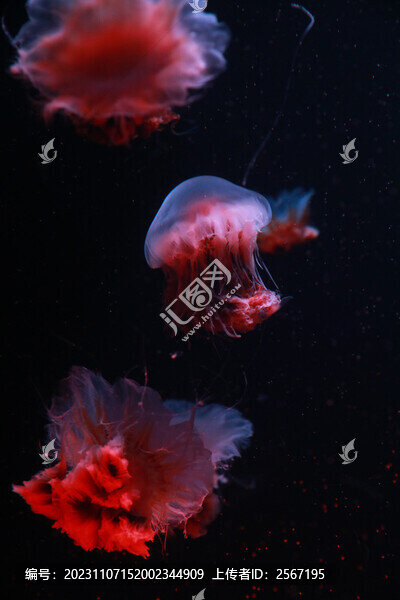 海洋館水族海底世界水母