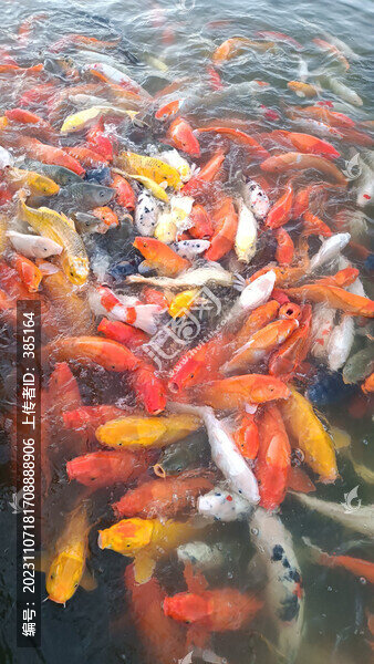 爭搶食物的金魚