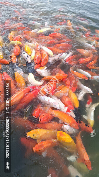 爭搶食物的金魚