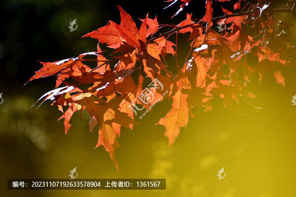 紅葉