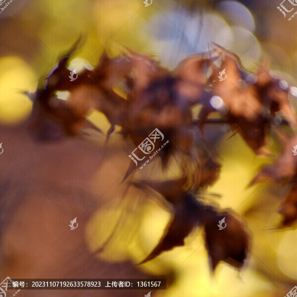 秋葉