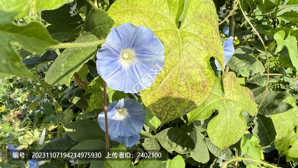 喇叭花特寫