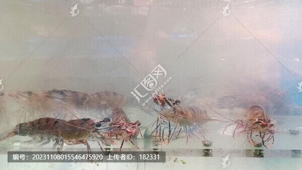 黑虎蝦
