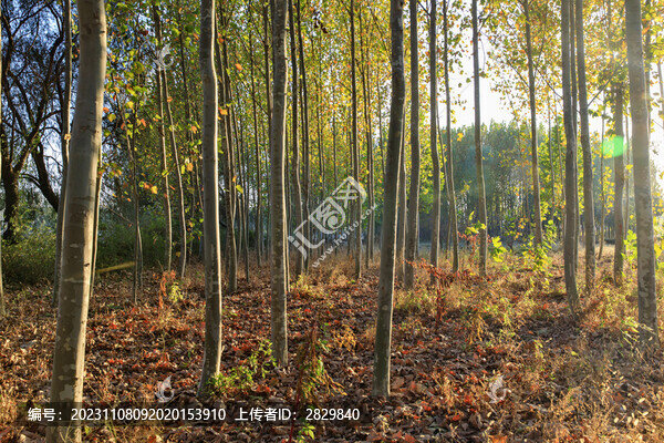 秋天的小樹林