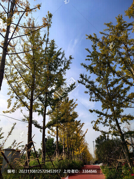 樹木藍(lán)天路