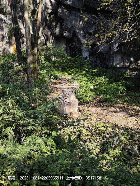 雌獅