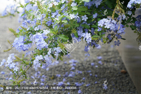 盛開的藍(lán)雪花