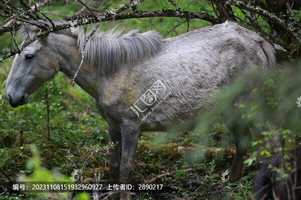 白馬王朗景區(qū)中生活的馬