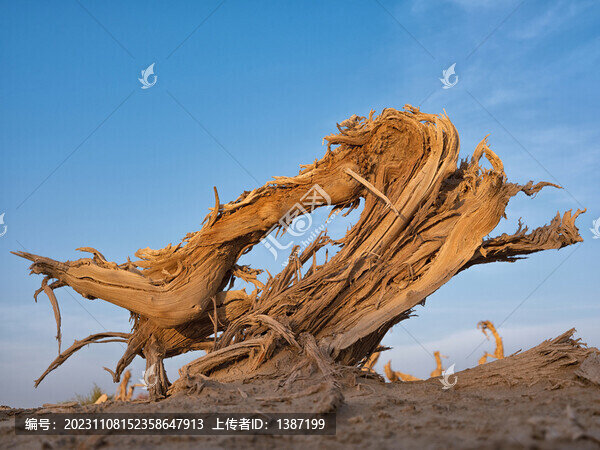新疆阿拉爾睡胡楊林怪樹(shù)林