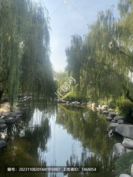 河流柳樹河畔風(fēng)景