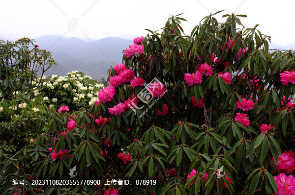 野生杜鵑花