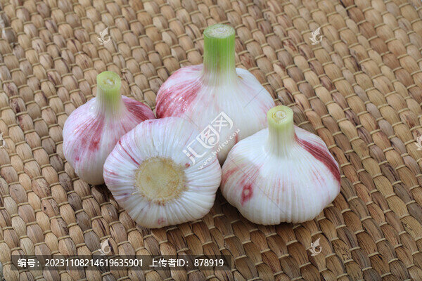 紫皮大蒜