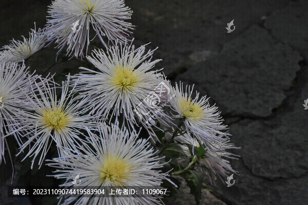 白菊