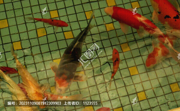 錦鯉魚